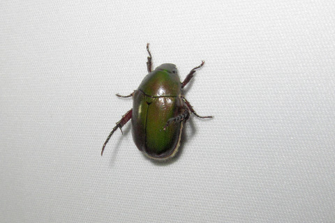アオドウガネ アオドウガネ