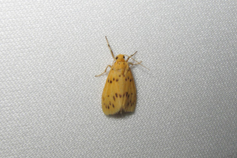 ヒメホシキコケガ? ヒメホシキコケガ?