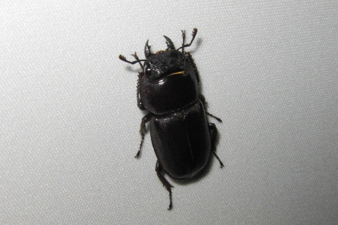 サキシマヒラタ♀ サキシマヒラタ♀