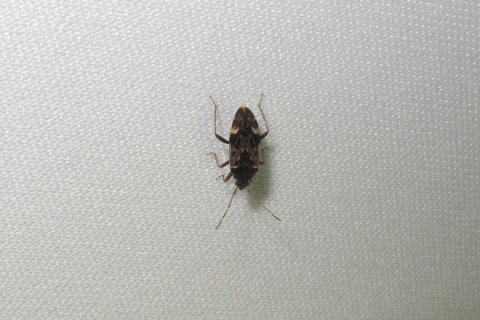 チャイロナガカメムシ チャイロナガカメムシ