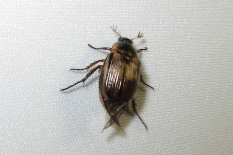 ニイジマスジコガネ ニイジマスジコガネ