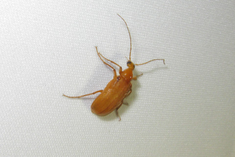 キイロゲンセイ キイロゲンセイ