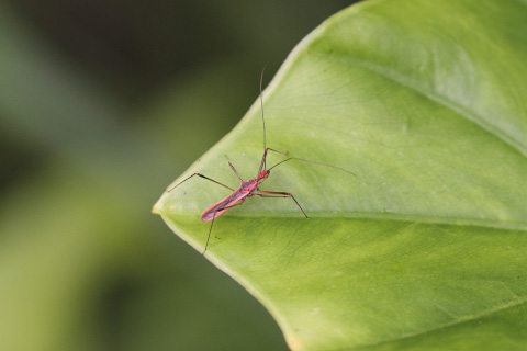キベリヒゲナガサシガメ キベリヒゲナガサシガメ