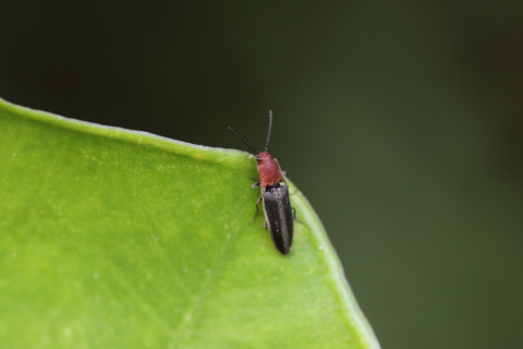 ズアカツヤコメツキ? ズアカツヤコメツキ?
