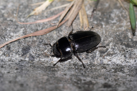 サキシマヒラタクワガタ♀ サキシマヒラタクワガタ♀