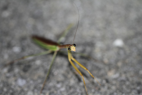 オキナワオオカマキリ オキナワオオカマキリ