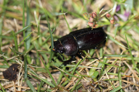 ヤエヤマノコギリクワガタ♀ ヤエヤマノコギリクワガタ♀